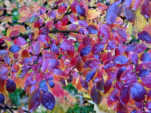 Бересклет (Euonymus) Бересклет (Euonymus)