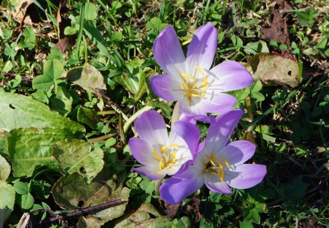 Безвременник «Лилак Вондер» (Colchicum hybridum 'Lilac Wonder') имеет аметистовый оттенок с белыми линиями в центре и очень обильно цветет Безвременник «Лилак Вондер» (Colchicum hybridum 'Lilac Wonder') имеет аметистовый оттенок с белыми линиями в центре и очень обильно цветет