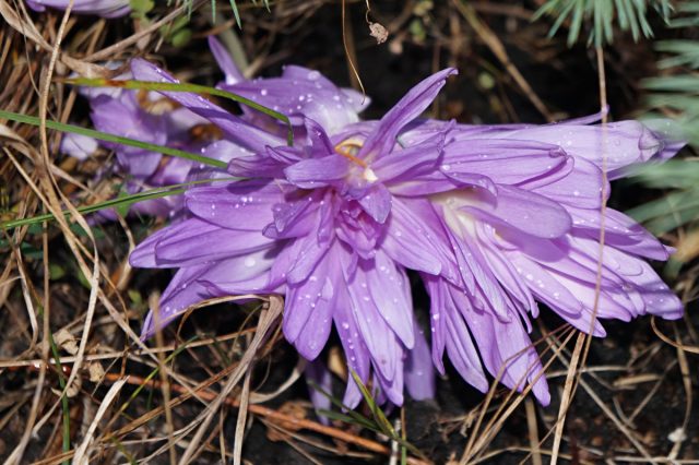 Безвременник «Ватерлили» (Colchicum hybridum 'Waterlily') - необычный махровый сорт с розовато-лавандовыми цветками