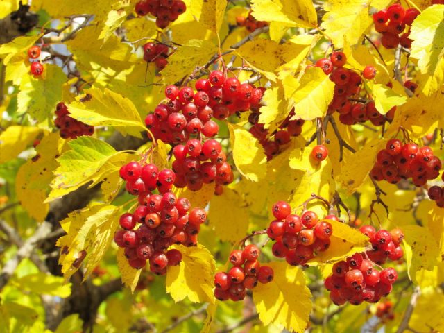Боярышник (Crataegus) Боярышник (Crataegus)