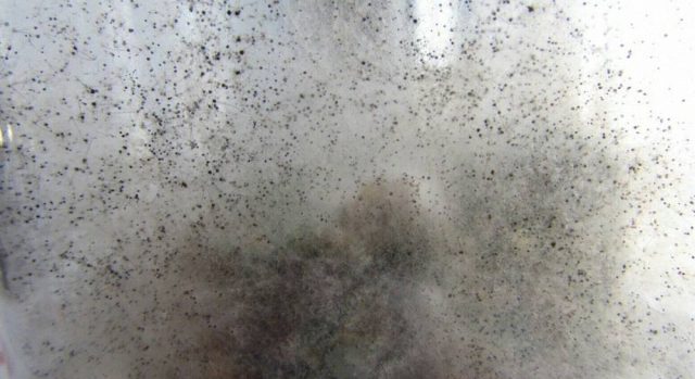 Черная плесень (Aspergillus niger) встречается редко в почве, но очень сложно устраняется. Она опасна как для растений, так и людей и животных Черная плесень (Aspergillus niger) встречается редко в почве, но очень сложно устраняется. Она опасна как для растений, так и людей и животных