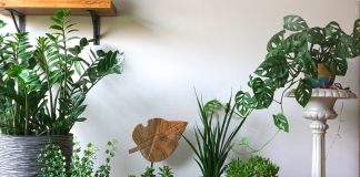 Что нужно заготовить для зимовки комнатных растений?