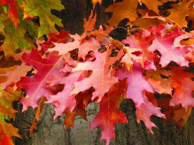 Дуб красный (Quercus rubra) Дуб красный (Quercus rubra)
