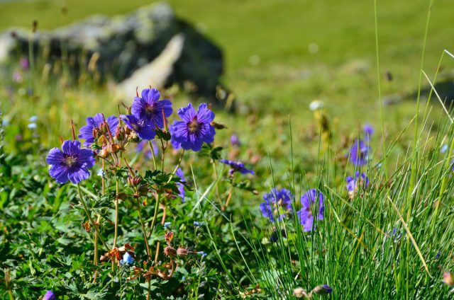 Любимица дачного сада, луговая герань – многолетнее растение, которое цветет в июне и хорошо растет на открытых местах. Часто сеет себя и неожиданно вылезает среди других многолетников в цветниках