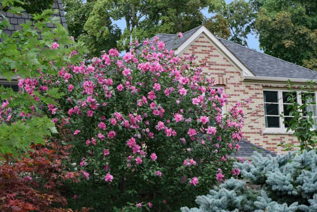 Сирийская роза в саду – это широкий выбор позиций. Чаще всего ее можно встретить как фокусное растение на заднем плане цветника, фоне газона, у зоны барбекю, у террасы, у дома или забора, и в качестве живой изгороди