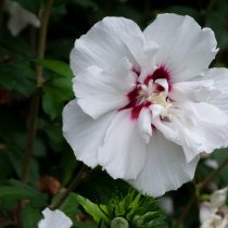 Гибискус сирийский с белыми цветками сорта Alba