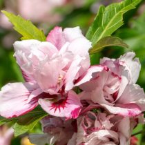 Гибискус сирийский с розовыми махровыми цветками сорта Lady Stanley