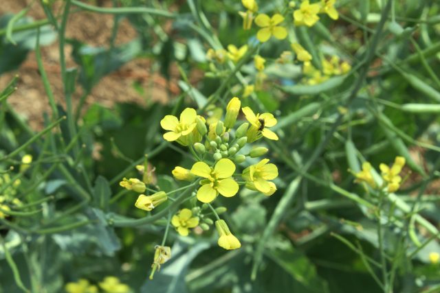 Горчица белая (Sinapis alba) также относится к категории полузимостойких культур из-за способности выращивать длинные корни, проникающие в плотную почву Горчица белая (Sinapis alba) также относится к категории полузимостойких культур из-за способности выращивать длинные корни, проникающие в плотную почву