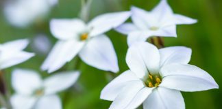 Ифейон одноцветковый — нежное украшение зимних садов