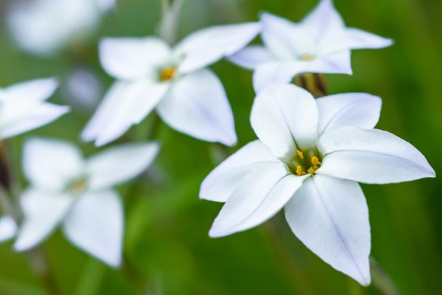 Ифейон одноцветковый — нежное украшение зимних садов