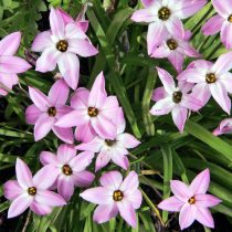 Ифейон одноцветковый «Шарлот Бишоп» (Ipheion Uniflorum 'Charlotte Bishop') Ифейон одноцветковый «Шарлот Бишоп» (Ipheion Uniflorum 'Charlotte Bishop')