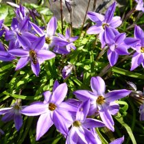 Ифейон одноцветковый «Фройли Милл» (Ipheion Uniflorum 'Froyle Mill') Ифейон одноцветковый «Фройли Милл» (Ipheion Uniflorum 'Froyle Mill')