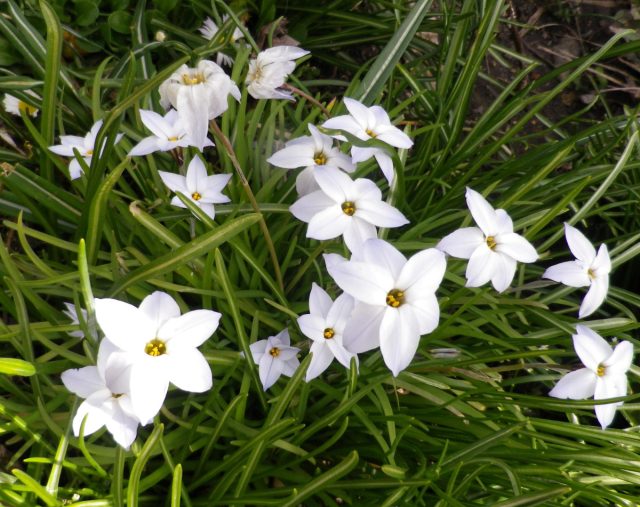Ифейон одноцветковый «Белая звезда» (Ipheion Uniflorum 'White Star') ифейон одноцветковый «Белая звезда» (Ipheion Uniflorum 'White Star')