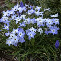 Ифейон одноцветковый «Уисли Блю» (Ipheion Uniflorum 'Wisley Blue') Ифейон одноцветковый «Уисли Блю» (Ipheion Uniflorum 'Wisley Blue')