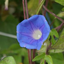 Ипомея плющевидная «Мини Скай Блю» (Ipomoea hederacea 'Mini Sky-Blue') Ипомея плющевидная «Мини Скай Блю» (Ipomoea hederacea 'Mini Sky-Blue')