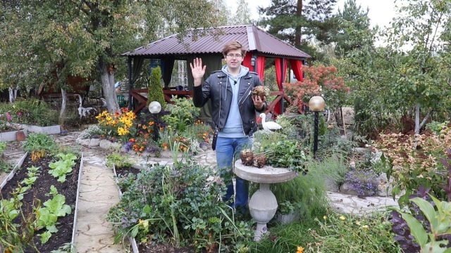 Сельдерей убирают достаточно поздно, накануне первых морозов – с конца сентября или в октябре. Основную массу корня эта культура набирает, как раз, в конце вегетации, поэтому излишне спешить с её уборкой не стоит Сельдерей убирают достаточно поздно, накануне первых морозов – с конца сентября или в октябре. Основную массу корня эта культура набирает, как раз, в конце вегетации, поэтому излишне спешить с её уборкой не стоит