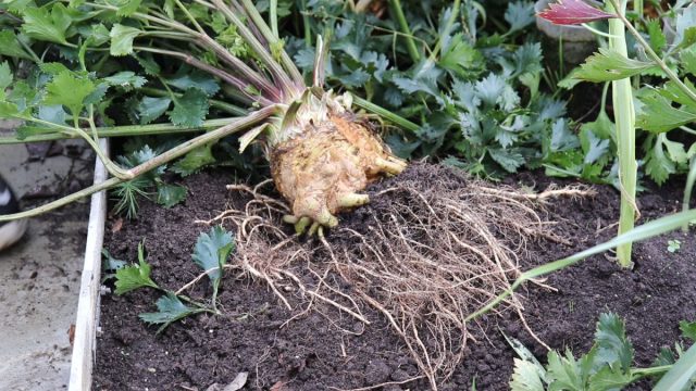 Как убрать урожай свёклы и сельдерея правильно? Как убрать урожай свёклы и сельдерея правильно?