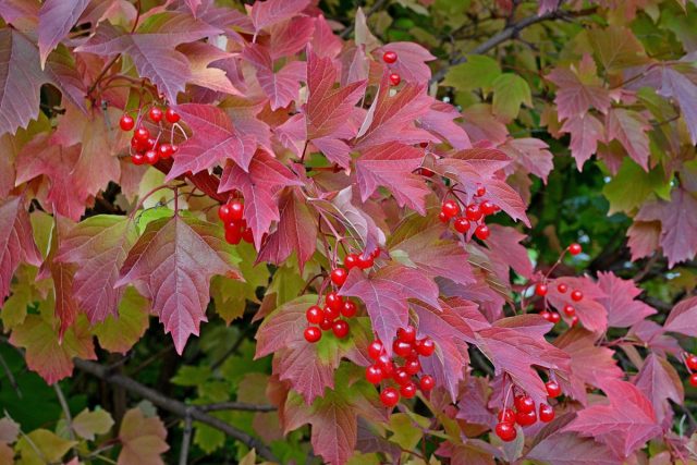 Калина (Viburnum) Калина (Viburnum)