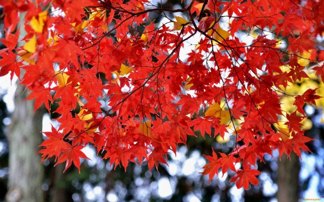 Клен (Acer) Клен (Acer)