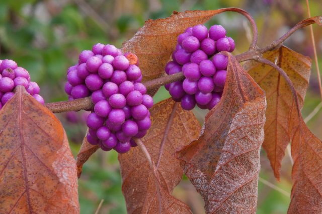Красивоплодник (Callicarpa) Красивоплодник (Callicarpa)