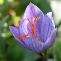 Крокус «Аино» (Crocus speciosus 'Aino') Крокус «Аино» (Crocus speciosus 'Aino')
