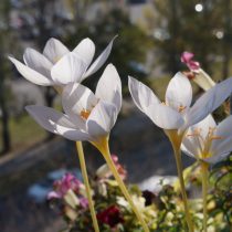 Крокус «Альбус» (Crocus speciosus ‘Albus’) Крокус «Альбус» (Crocus speciosus ‘Albus’)