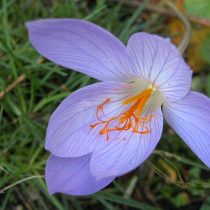 Крокус «Конкерор» (Crocus speciosus 'Conqueror') Крокус «Конкерор» (Crocus speciosus 'Conqueror')