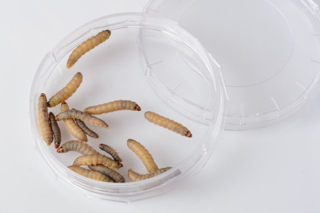 Личинки большой восковой моли часто используются в самых разнообразных экспериментах. Чаще в противогрибковых, антибактериальных и противовирусных исследованиях