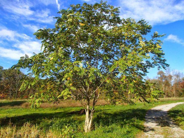 Маньчжурский орех (Juglans mandshurica) — восточноазиатский эндемик, зона его естественного распространения — Российские Приморье и Приамурье, Корея, Китай, Тайвань. В России, как водится, произрастают самые морозостойкие формы Маньчжурский орех (Juglans mandshurica) — восточноазиатский эндемик, зона его естественного распространения — Российские Приморье и Приамурье, Корея, Китай, Тайвань. В России, как водится, произрастают самые морозостойкие формы