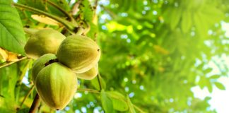 Маньчжурский орех — хорошая замена грецкому?