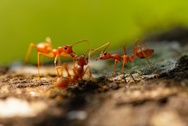 Активные, многочисленные и вездесущие мелкие насекомые приносят как прямой вред, так и массу сопутствующего ущерба. Поэтому такую проблему иногда приходится решать кардинальным способом – с помощью инсектицидов