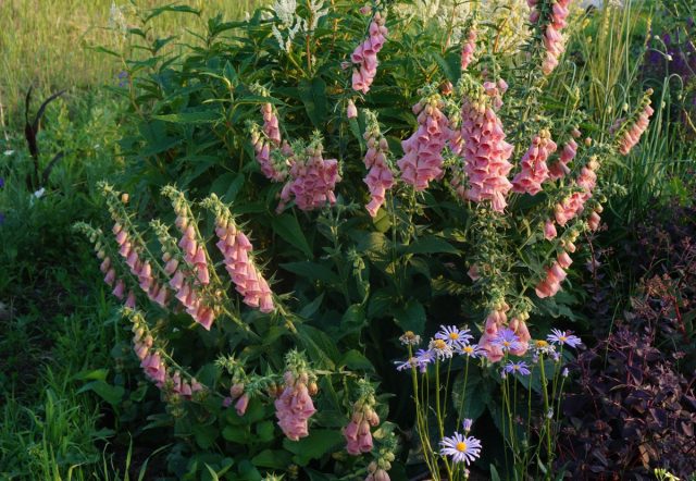 Наперстянка Мертонская (Digitalis х mertonensis) - самая крупная из наперстянок. Этот вид также иногда называют «земляничной наперстянкой» Наперстянка Мертонская (Digitalis х mertonensis) - самая крупная из наперстянок. Этот вид также иногда называют «земляничной наперстянкой»