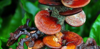 Необычные грибы в рационе — кто они и зачем нужны
