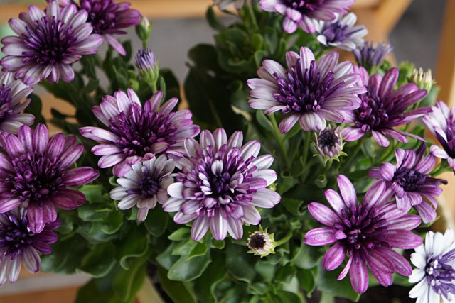 Остеоспермум «Фловер Повер 3D Виолет Айс» (Osteospermum 'Flower Power 3D Violet Ice')