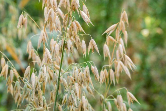 Овес посевной (Avena sativa) – идеальная культура для сухих и истонченных почв Овес посевной (Avena sativa) – идеальная культура для сухих и истонченных почв