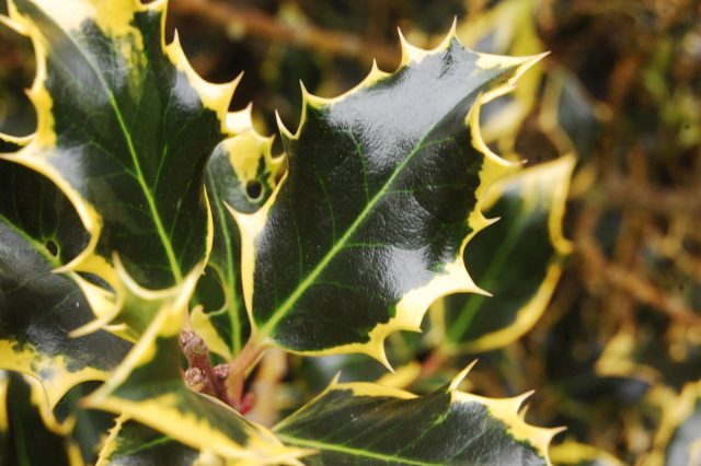 Падуб (Ilex) Падуб (Ilex)