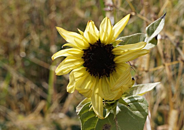 Подсолнечник «Ванилла Айс» (Helianthus 'Vanilla Ice') Подсолнечник «Ванилла Айс» (Helianthus 'Vanilla Ice')