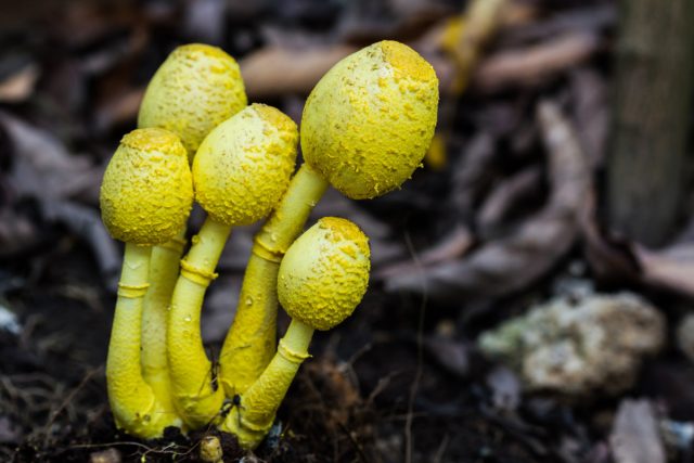 Белонавозник Бирнбаума (Leucocoprinus birnbaumii) – ярко-желтый гриб высотой до 10 см с колокольчато-распростертой шляпкой. Он не повредит растениям и не повлияет на вкус выращиваемых овощей. Хотя их плоды стоит более тщательно промывать