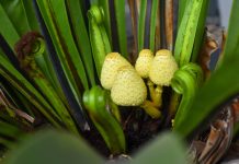 Причины появления грибов в комнатных растениях