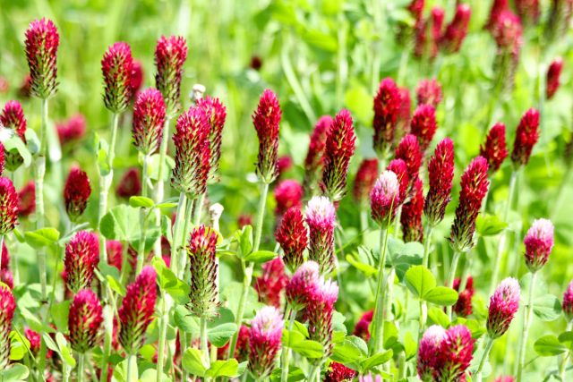Сеять пунцовый клевер (Trifolium incarnatum) можно в любое время, начиная с конца августа и до ноября, пока температура не начнет опускаться ниже 4°С Сеять пунцовый клевер (Trifolium incarnatum) можно в любое время, начиная с конца августа и до ноября, пока температура не начнет опускаться ниже 4°С