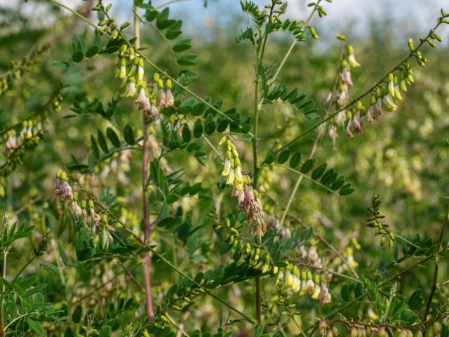 Астрагал перепончатый (Astragalus Membranaceus)