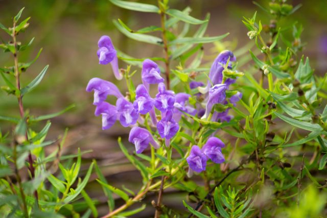 Шлемник байкальский (Scutellaria baicalensis Georgi) Шлемник байкальский (Scutellaria baicalensis Georgi)