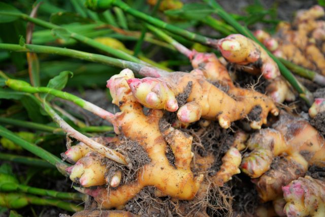 Имбирь (Zingiber officinale Rosc) Имбирь (Zingiber officinale Rosc)