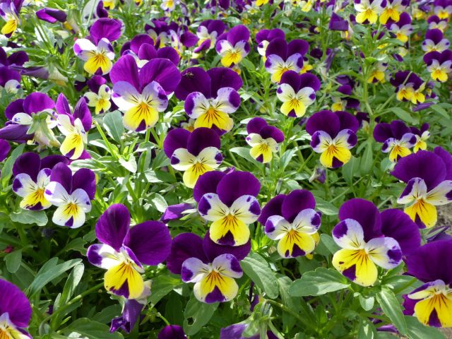 Фиалка трёхцветная (Viola tricolor)