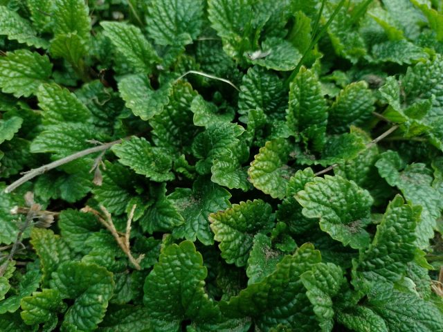 Мелисса лекарственная (Melissa officinalis L) Мелисса лекарственная (Melissa officinalis L)