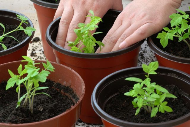 Как только на томатах появится 5-6 настоящих листочков, саженцы нужно пересадить на постоянное место: в горшки, кадки или балконные ящики
