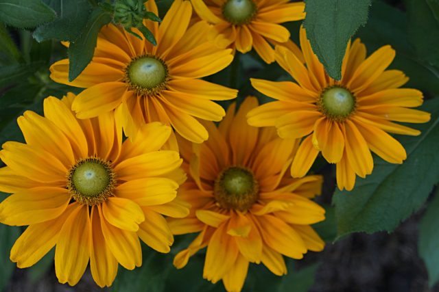 Рудбекия «Амарилло Голд» (Rudbeckia 'Amarillo Gold') Рудбекия «Амарилло Голд» (Rudbeckia 'Amarillo Gold')