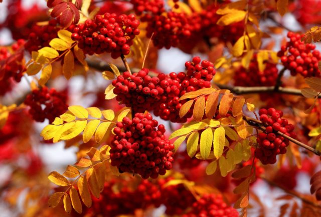 Рябина (Sorbus) Рябина (Sorbus)