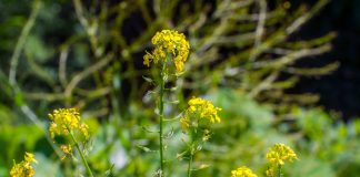 Сидераты на осень и зиму