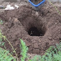 Яму желательно копать сразу большую, заложив на её дно дренажный слой Яму желательно копать сразу большую, заложив на её дно дренажный слой